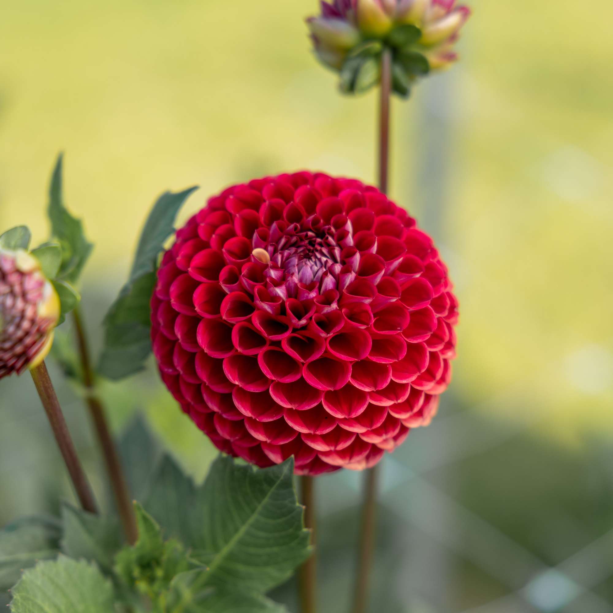 Dahlia 'Cornel'